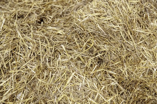 Detail of animal feed, dry wheat straw