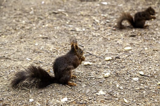 Feeding a wild animal in the forest, animal and nature care