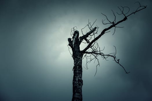 Detail of dead tree in nature, environment