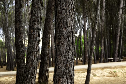 Detail of lumber industry, deforestation and destruction of the environment