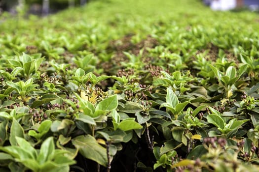 Detail of green leaf bush in nature