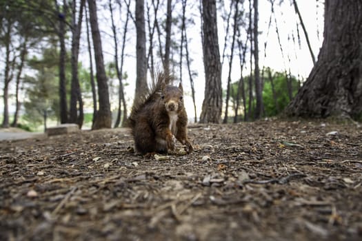 Feeding a wild animal in the forest, animal and nature care