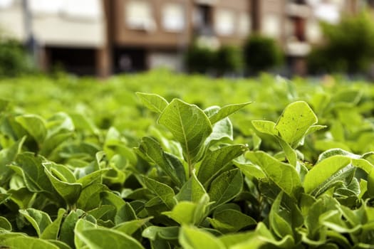 Detail of green leaf bush in nature