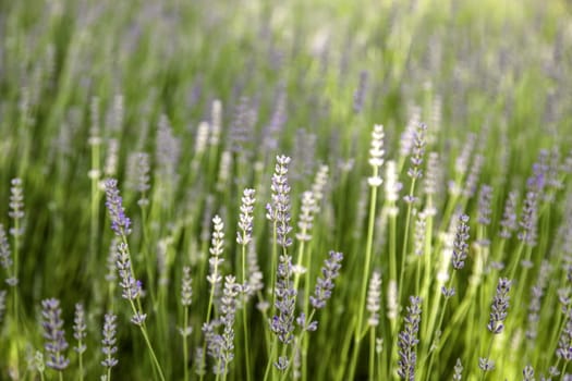 Detail of fresh lavender flowers, aromatic flowers