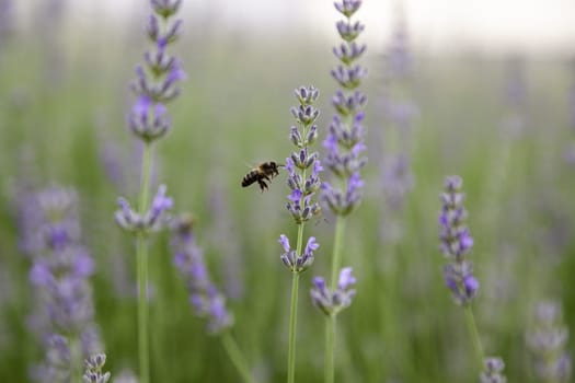 Detail of fresh lavender flowers, aromatic flowers