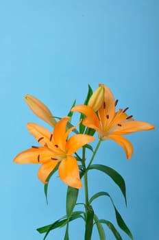 Studio shot of orange lily