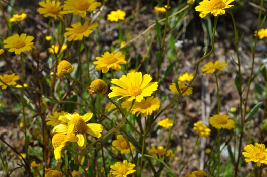 Coleostephus myconis in flower in Portugal