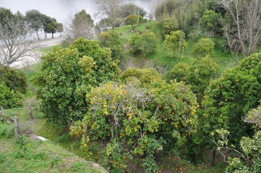 Orange tree near the Douro in Portugal
