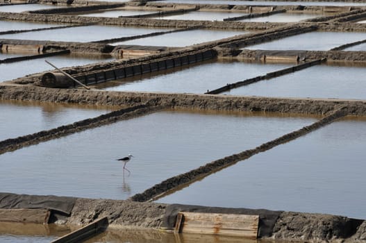 Aveiro salt marshes in Portugal