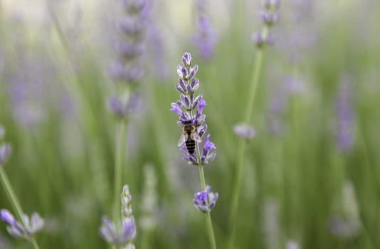 Detail of fresh lavender flowers, aromatic flowers