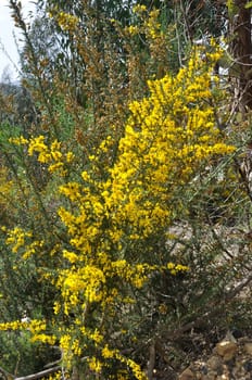 scorpion broom in spring in Portugal