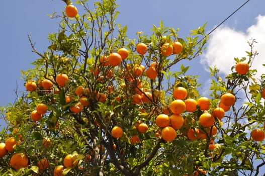 An orange tree in Portugal
