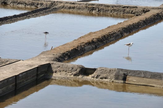 Aveiro salt marshes in Portugal