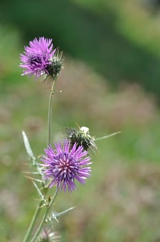 Milk thistle in spring in Portugal