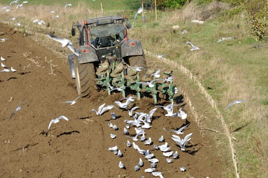 Plow tractor surrounded by seagulls