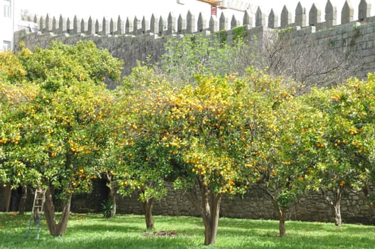 Orange orchard in Porto