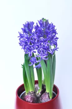 Studio shot of a hyacinth