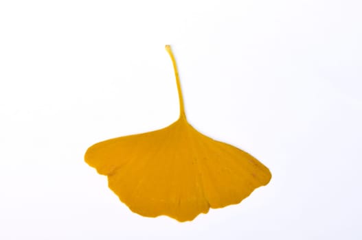 ginkgo biloba leaf on a white background