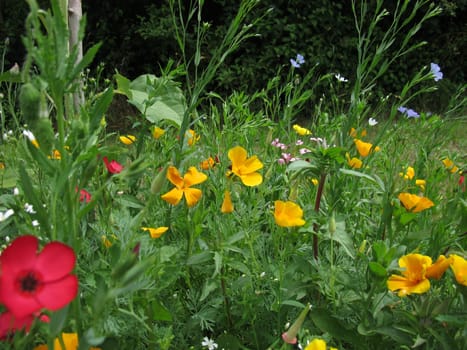 Colorful flower meadow with California Poppy
