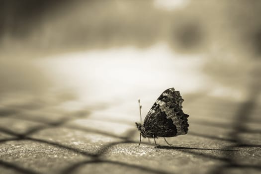 Close up of a butterfly on blurry yellow background