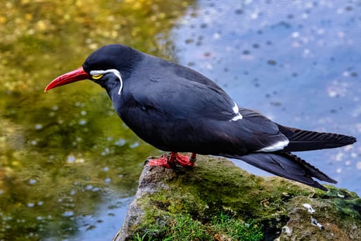 Inca tern (Larosterna inca) with uniquely plumaged