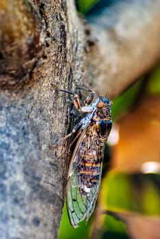Cretan cicada (Cicada cretensis) - Gouves, Crete, Greece
