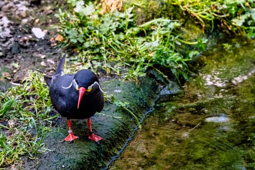 Inca tern (Larosterna inca) with uniquely plumaged