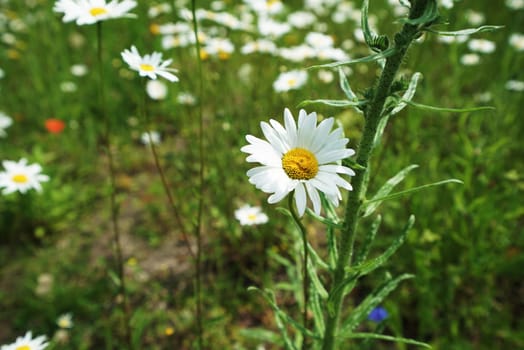 Oxeye daisy, marguerite - Leucanthemum vulgare in summer