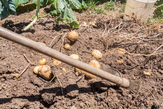 Harvesting the potato crop still on the ground.