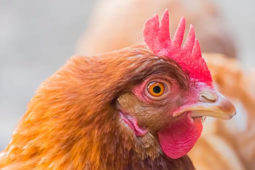 Hen staring because she is curious.