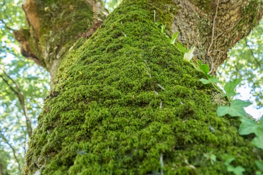 Moss on the northern part of a tree trunk.