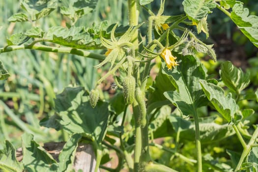 Tomato bush in flower that will soon give tomatoes.