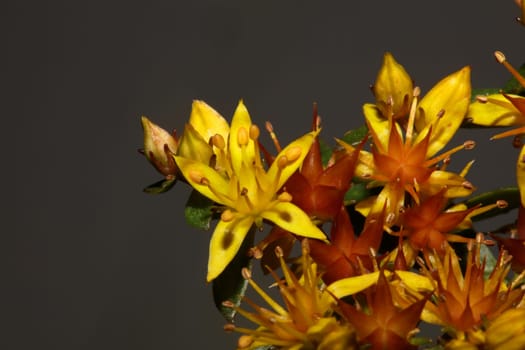 Yellow star flower blossom close up modern botanical background sedum lanceolatum family crassulaceae high quality big size print