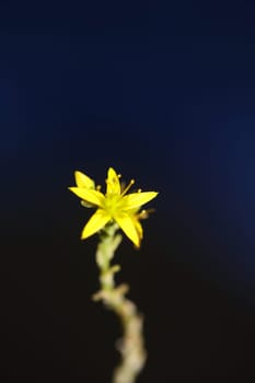 Yellow star flower blossom close up modern botanical background sedum lanceolatum family crassulaceae high quality big size print