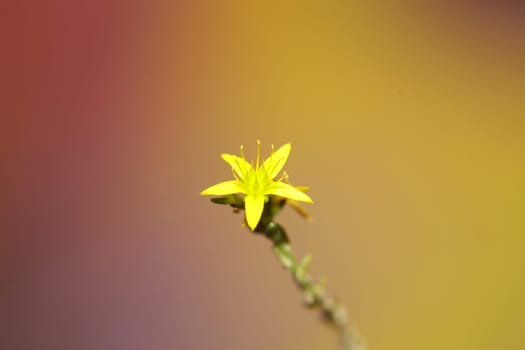 Yellow star flower blossom close up modern botanical background sedum lanceolatum family crassulaceae high quality big size print