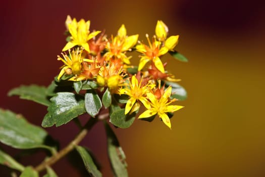 Yellow star flower blossom close up modern botanical background sedum lanceolatum family crassulaceae high quality big size print