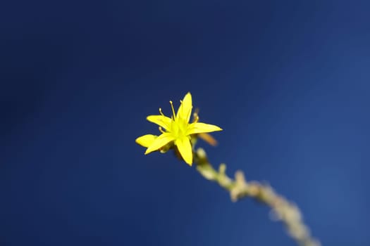 Yellow star flower blossom close up modern botanical background sedum lanceolatum family crassulaceae high quality big size print