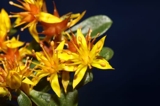 Yellow star flower blossom close up modern botanical background sedum lanceolatum family crassulaceae high quality big size print