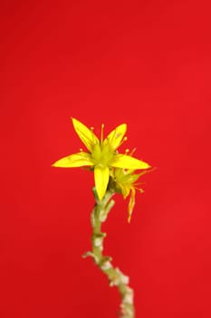 Yellow star flower blossom close up modern botanical background sedum lanceolatum family crassulaceae high quality big size print