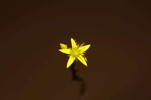 Yellow star flower blossom close up modern botanical background sedum lanceolatum family crassulaceae high quality big size print