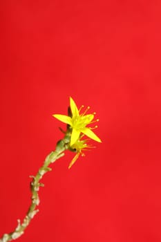Yellow star flower blossom close up modern botanical background sedum lanceolatum family crassulaceae high quality big size print