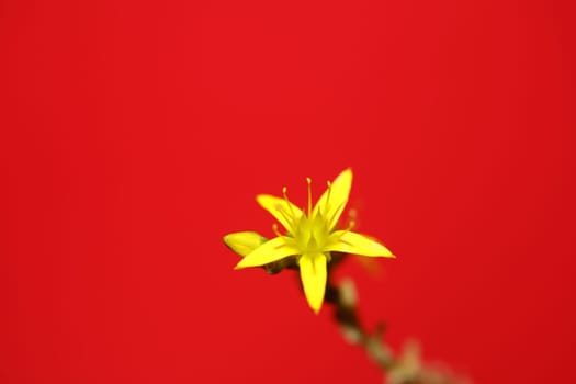 Yellow star flower blossom close up modern botanical background sedum lanceolatum family crassulaceae high quality big size print