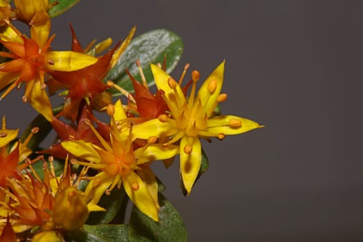 Yellow star flower blossom close up modern botanical background sedum lanceolatum family crassulaceae high quality big size print