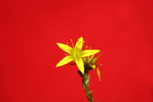 Yellow star flower blossom close up modern botanical background sedum lanceolatum family crassulaceae high quality big size print
