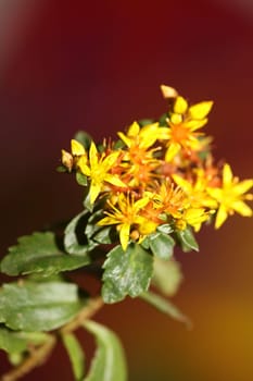 Yellow star flower blossom close up modern botanical background sedum lanceolatum family crassulaceae high quality big size print