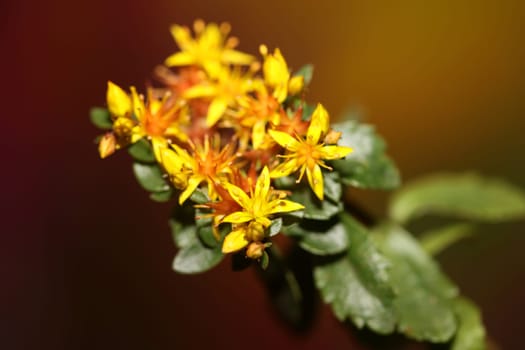 Yellow star flower blossom close up modern botanical background sedum lanceolatum family crassulaceae high quality big size print