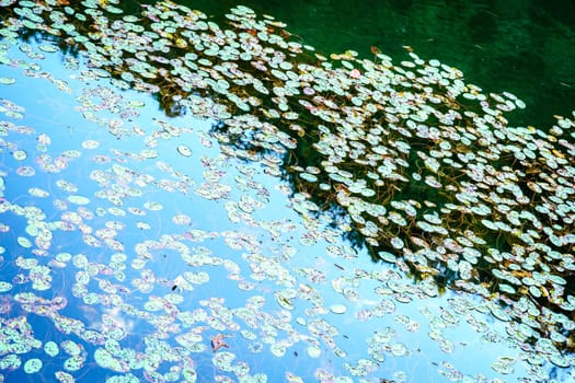 Water lily plants in Eagle Lake in Morehead, Kentucky in fall