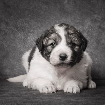 Animal portrait or pet portrait of cute shepherd puppy on gray background.