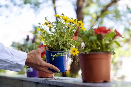 closeup of Caucasian woman hands arranging fresh beautiful flower pots on the balcony in the morning with trees in the background