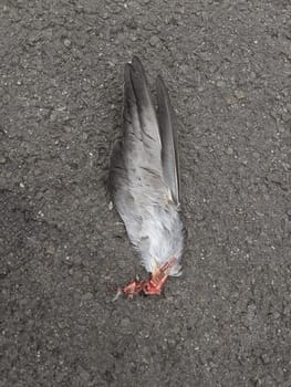 top view closeup of feathered broken wing remains of a dead grey pigeon bird on the sidewalk
